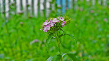 Картинка цветы гвоздики