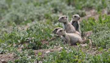 Картинка животные белки луговые собачки