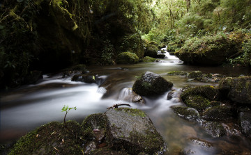 Картинка природа реки озера речка камни трава мох лес