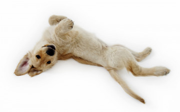 Картинка животные собаки шенок