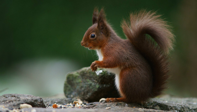 Обои картинки фото животные, белки, хвост, зверек