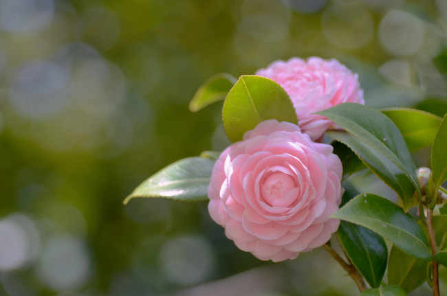 Обои картинки фото цветы, камелии, розовый