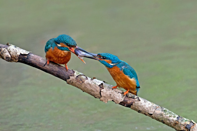 Обои картинки фото животные, зимородки, рыбешка, драка