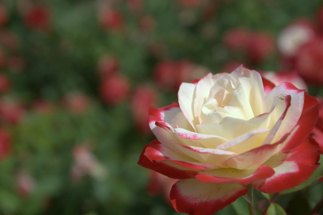 Обои картинки фото цветы, розы, макро, бутон