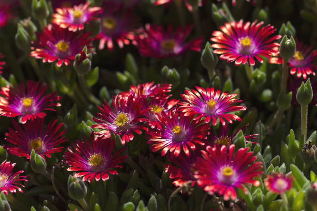 Обои картинки фото цветы, аизовые, бордовый, много