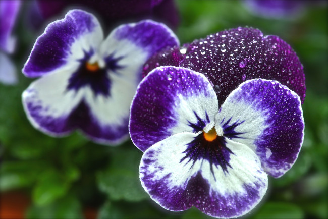 Обои картинки фото цветы, анютины, глазки, садовые, фиалки, макро, виола