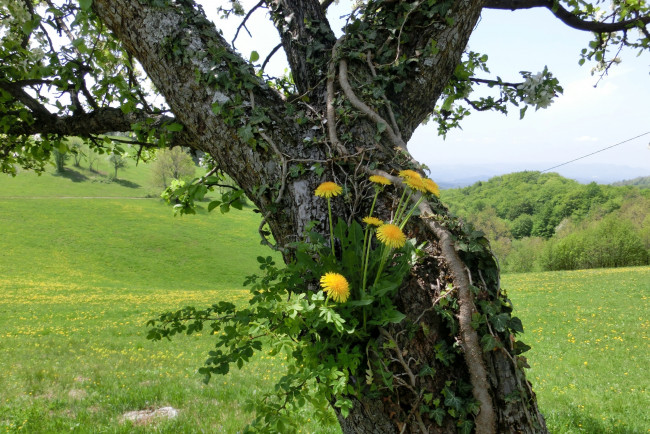 Обои картинки фото природа, деревья, одуванчики, дерево, трава, луг