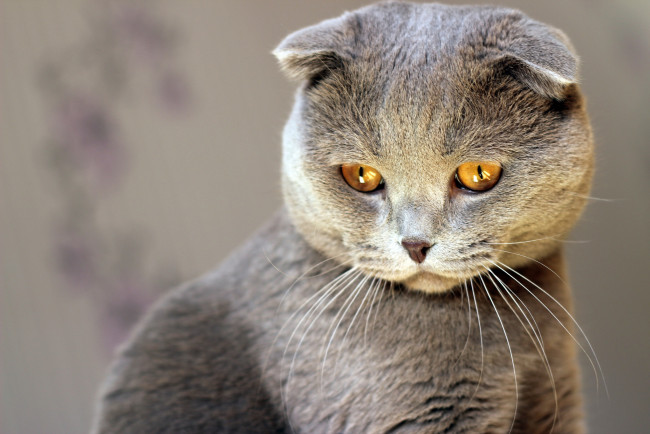 Обои картинки фото животные, коты, взгляд, глаза, кошка, внимание, шотландский, вислоухий