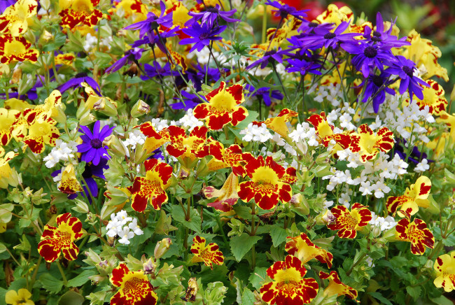Обои картинки фото цветы, разные, вместе, клумба