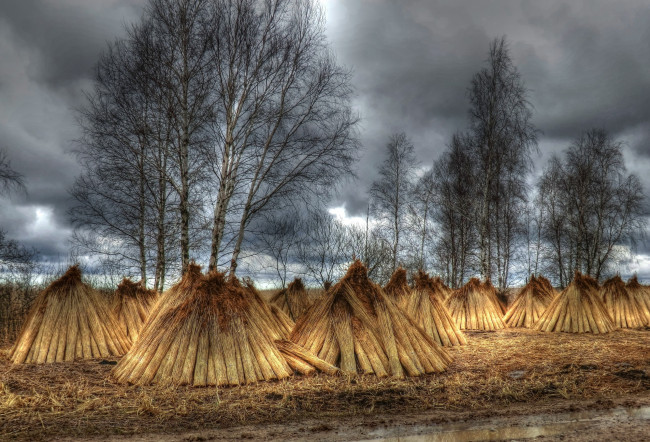 Обои картинки фото природа, поля, осень, поле, трава, снопы, березы