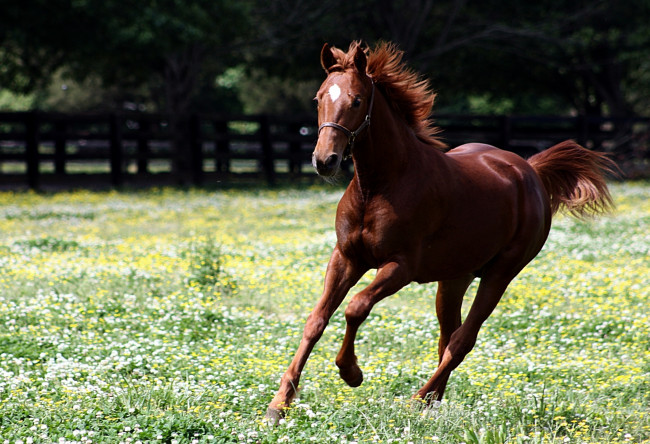 Обои картинки фото животные, лошади, гнедой, жеребенок