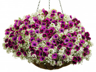 Картинка цветы петунии +калибрахоа калибрахоа вазоны петунья