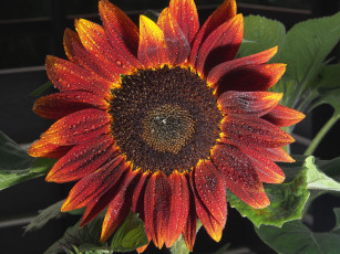 Картинка цветы подсолнухи макро