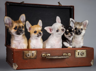 обоя животные, собаки, чихуахуа