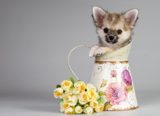 Картинка животные собаки чихуахуа