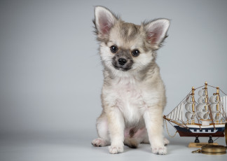 Картинка животные собаки чихуахуа