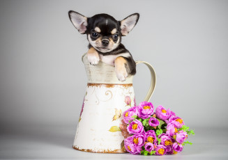 Картинка животные собаки чихуахуа