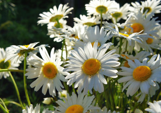 Картинка цветы ромашки лепестки