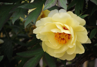 Картинка цветы пионы макро