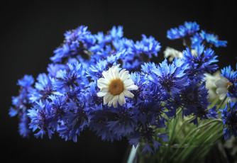 Картинка цветы луговые+ полевые +цветы ромашка васильки