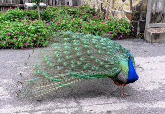 Картинка животные павлины павлин оперение хвост