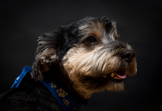 Картинка животные собаки взгляд морда пес