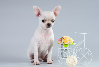 Картинка животные собаки чихуахуа
