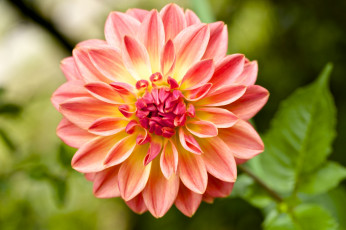 Картинка цветы георгины макро