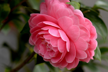 Картинка цветы камелии макро