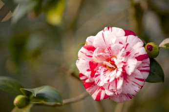 Картинка цветы камелии пестрый