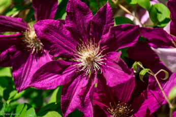 Картинка цветы клематис+ ломонос макро