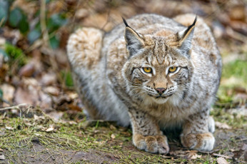 Картинка животные рыси кошка