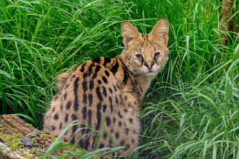 Картинка животные сервалы пятна кошка трава шерсть