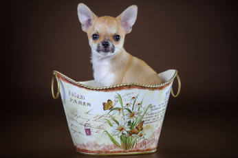 Картинка животные собаки чихуахуа