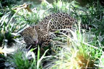 Картинка животные Ягуары заросли молодой пятна кошка