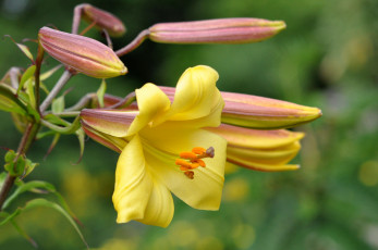 Картинка цветы лилии +лилейники желтый