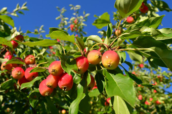 Картинка природа плоды ветка