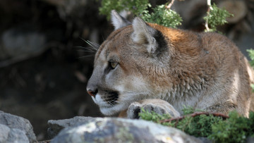 Картинка животные пумы профиль кугуар морда хищник мех