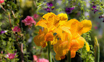 Картинка цветы канна желтый