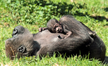 Картинка животные обезьяны гориллы