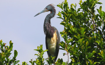 Картинка животные цапли стойка цапля дерево