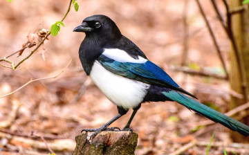 Картинка животные птицы сорока