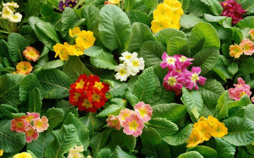 Картинка цветы примулы листья