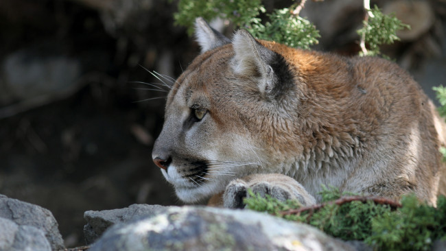 Обои картинки фото животные, пумы, профиль, кугуар, морда, хищник, мех