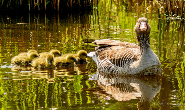 Обои картинки фото животные, утки, семья