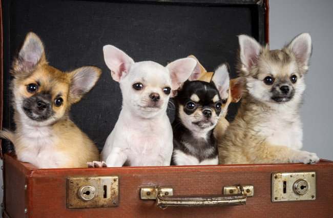 Обои картинки фото животные, собаки, чихуахуа