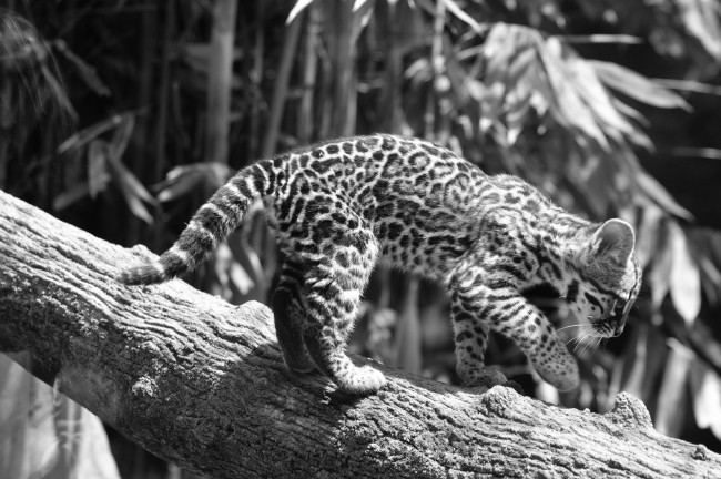 Обои картинки фото животные, оцелоты, черно-белое, подросток, кошка, бревно