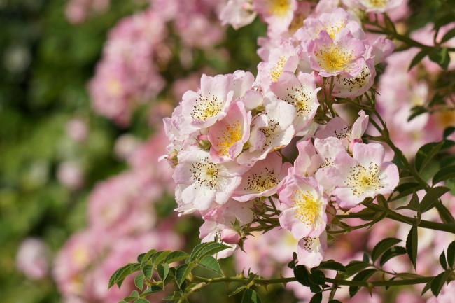 Обои картинки фото цветы, шиповник, куст