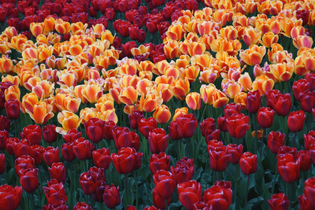 Обои картинки фото цветы, тюльпаны, много