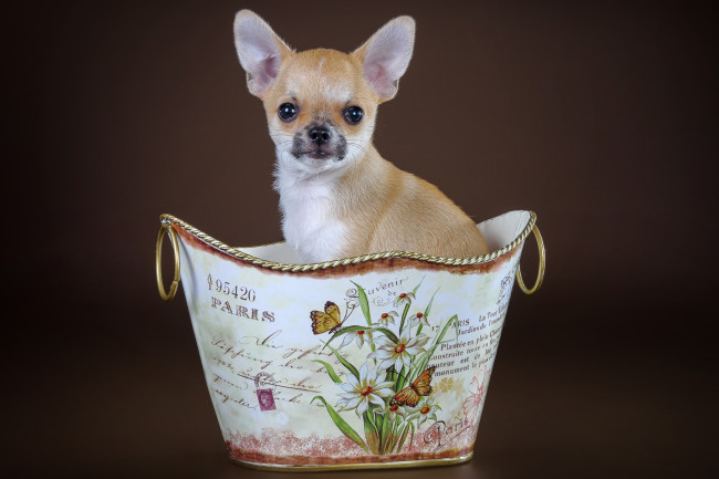 Обои картинки фото животные, собаки, чихуахуа